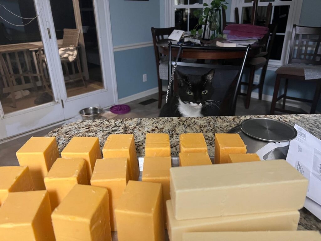 Large Christmas batch of white cheddar during cold smoking